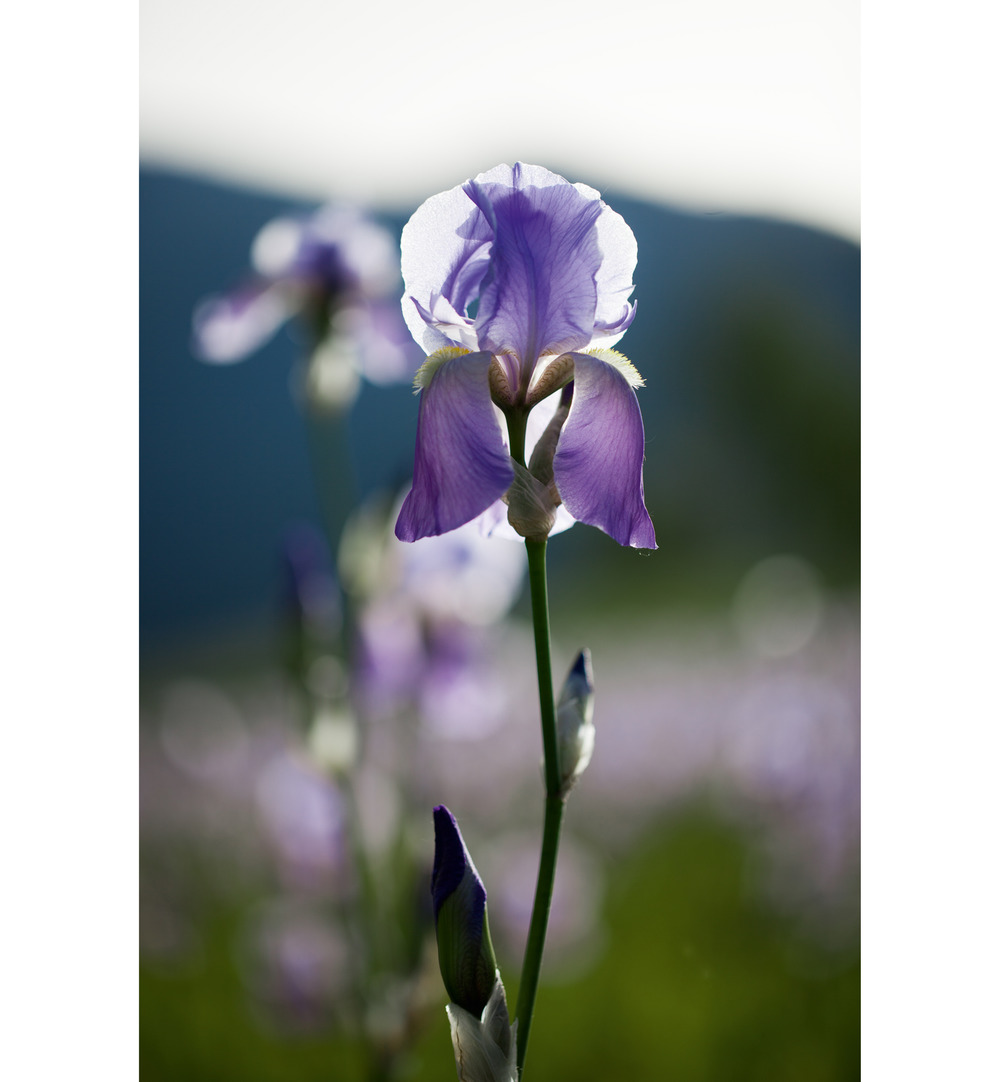 WELEDA Iris balancerende dagcreme (30 ml) - image 2