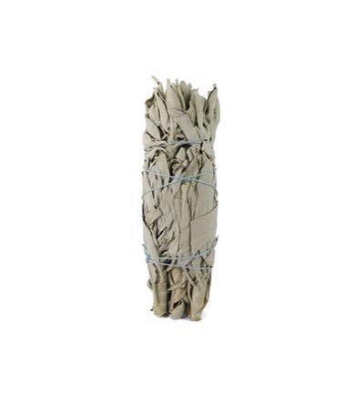 Ruben Robijn Saliebosje 14 cm (1 stuk)