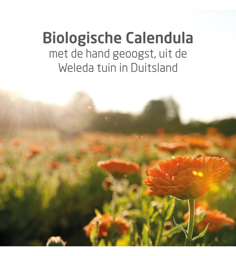 WELEDA Calendula baby gezichtscreme voordeel set (1 set) - image 4