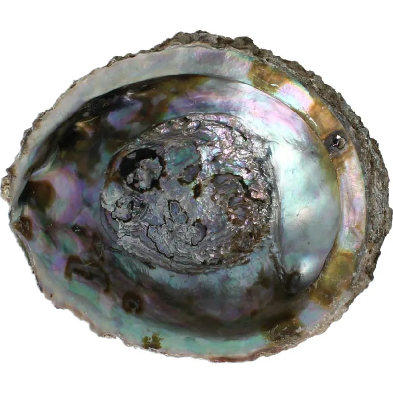 Alchemia Abalone Schelpen (1 stuk)